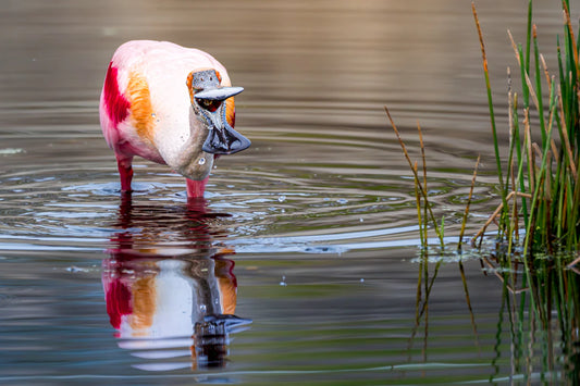 Humor in Design Find Your Perfect Fit Here